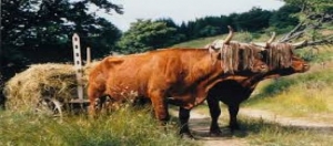 Dossier-Odienn&eacute;/  Conflits agriculteurs-&eacute;leveurs : une menace sur la coh&eacute;sion sociale