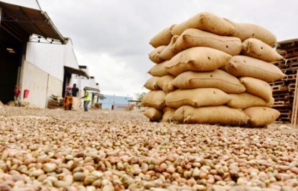 C&ocirc;te d&rsquo;Ivoire : le prix bord champ de l&rsquo;anacarde fix&eacute; &agrave; 400 FCFA/kg pour la campagne 2026