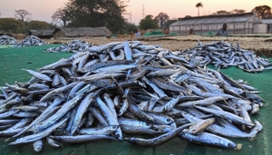 En Afrique, les moustiquaires servent de plus en plus &agrave; attraper du poisson