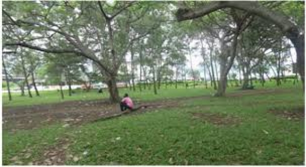 C&ocirc;te d'Ivoire-Environnement: Abidjan face au d&eacute;fi de la restauration &eacute;cologique de ses jardins publics