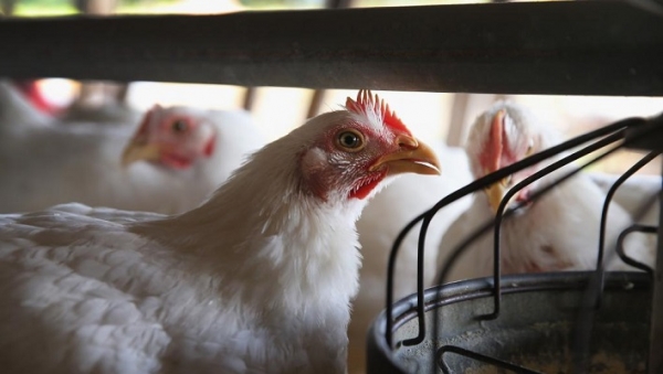 C&ocirc;te d&rsquo;Ivoire : Vers la mise en place de groupements de d&eacute;fense sanitaire pour contrecarrer la grippe aviaire