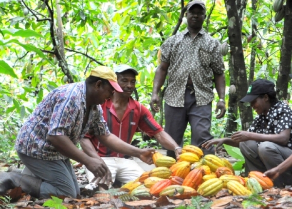 Le Ghana maintien le prix bord-champ du kg de cacao &agrave; 960 FCFA
