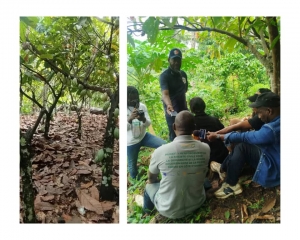 C&ocirc;te d'Ivoire: des journalistes ivoiriens form&eacute;s &agrave; l&rsquo;Observation Ind&eacute;pendante du Cacao durable &agrave; Man