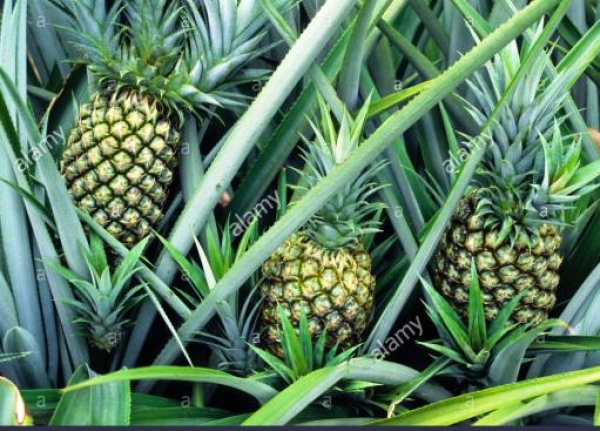 C&ocirc;te d&rsquo;Ivoire-Dossier/ Agro-business ou placement d&rsquo;argent r&eacute;invent&eacute; : biz ou arnaque ?