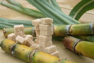 C&ocirc;te d'Ivoire : Lancement d'un projet cr&eacute;ation de plus de 3000 hectares de canne &agrave; sucre &agrave; Zu&eacute;noula