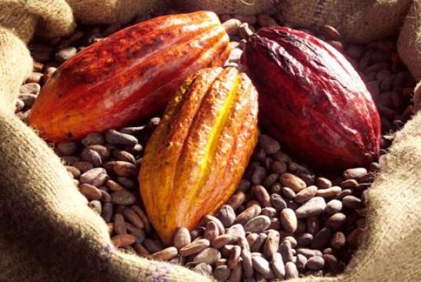 Le kilogramme de cacao fix&eacute; au "prix record" de 1000 FCFA pour la campagne 2015-2016