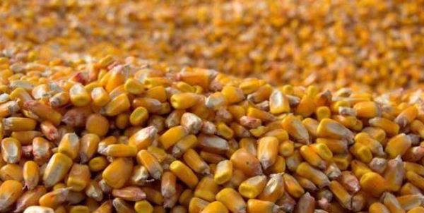 C&ocirc;te d&rsquo;Ivoire : Des semences certifi&eacute;es de ma&iuml;s distribu&eacute;es aux paysans