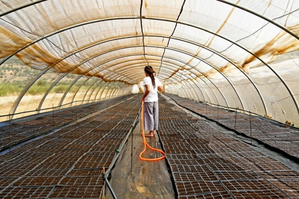 Moroccocanna : Leader dans le d&eacute;veloppement de la fili&egrave;re m&eacute;dicale au Maroc