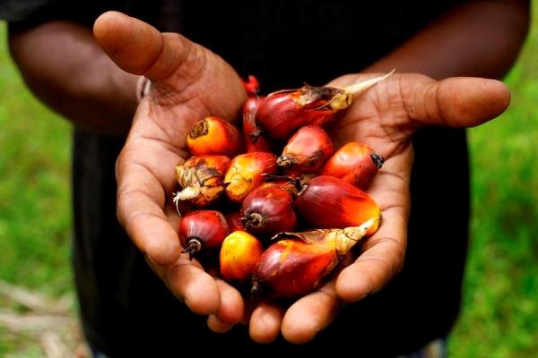 Palmier &agrave; huile : l&rsquo;AIPH va int&eacute;grer le programme SWAPP dans son plan strat&eacute;gique