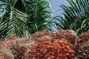 Un partenariat en faveur de producteurs d&rsquo;huile de palme en C&ocirc;te d&rsquo;Ivoire