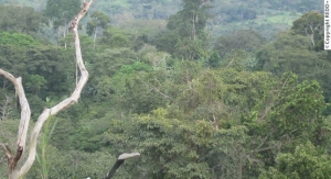 REDD + : pr&egrave;s de 112 milliards de FCFA &agrave; mobiliser pour refaire le couvert forestier ivoirien