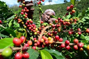 Caf&eacute; : la C&ocirc;te d&rsquo;Ivoire pr&eacute;side une r&eacute;union de l&rsquo;Organisation Internationale du Caf&eacute; &agrave; Mexico
