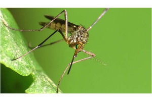 Propagation du virus Virus : Pourquoi l&rsquo;Afrique n&rsquo;est pas &agrave; l&rsquo;Abri ? Explications