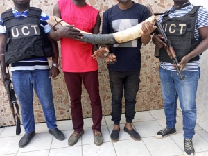 C&ocirc;te d&rsquo;Ivoire : 2 pr&eacute;sum&eacute;s trafiquants d&rsquo;animaux interpell&eacute;s avec 2 pointes d&rsquo;ivoires d&rsquo;&eacute;l&eacute;phant &agrave; Yopougon