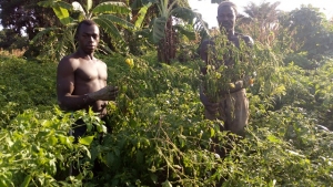 C&ocirc;te d&rsquo;Ivoire : Dans la fi&egrave;vre du "Piment-dollar" &agrave; Ferke, un business fructueux mais &eacute;pic&eacute;