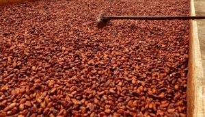 C&ocirc;te d&rsquo;Ivoire : Le prix bord champs du cacao rabaiss&eacute; &agrave; 700 FCFA/kg pour la campagne interm&eacute;diaire