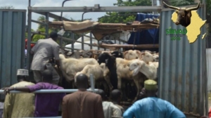 C&ocirc;te d&rsquo;Ivoire : Des acteurs de la fili&egrave;re b&eacute;tail viande instruits sur les normes sanitaires en vigueur en Afrique de l&rsquo;Ouest
