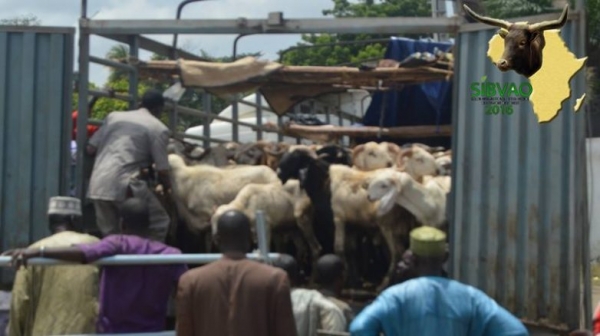 C&ocirc;te d&rsquo;Ivoire : Des acteurs de la fili&egrave;re b&eacute;tail viande instruits sur les normes sanitaires en vigueur en Afrique de l&rsquo;Ouest
