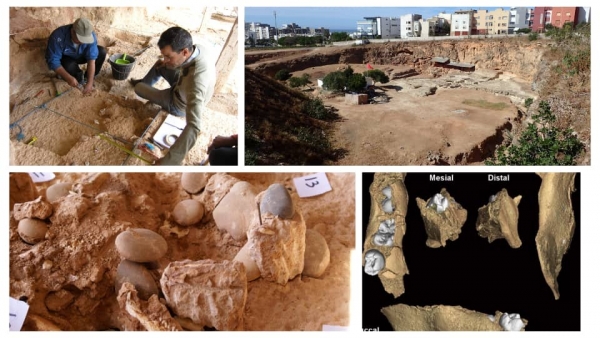 Maroc : des fossiles humains mis au jour &agrave; Casablanca apportent un &eacute;clairage in&eacute;dit sur une p&eacute;riode cl&eacute; de l'&eacute;volution humaine