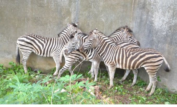 Zoo d&rsquo;Abidjan : Un des quatre z&egrave;bres import&eacute;s d&rsquo;Afrique du Sud est mort