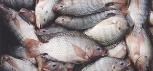 C&ocirc;te d&rsquo;Ivoire : le gouvernement interdit l'importation du tilapia provenant de cinq pays