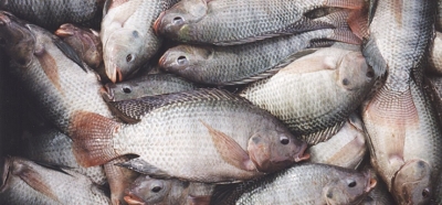 C&ocirc;te d&rsquo;Ivoire : le gouvernement interdit l'importation du tilapia provenant de cinq pays