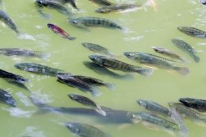 C&ocirc;te d'Ivoire : Bonne &eacute;volution des tilapias br&eacute;siliens &agrave; Bouak&eacute;