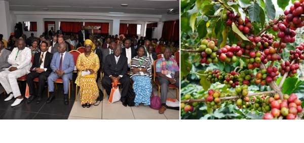 C&ocirc;te d&rsquo;Ivoire : 11 r&eacute;solutions pour promouvoir le caf&eacute; robusta en Afrique et &agrave; Madagascar