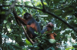 Contribution/Tourisme : A la d&eacute;couverte des patrimoines UNESCO en C&ocirc;te d&rsquo;Ivoire