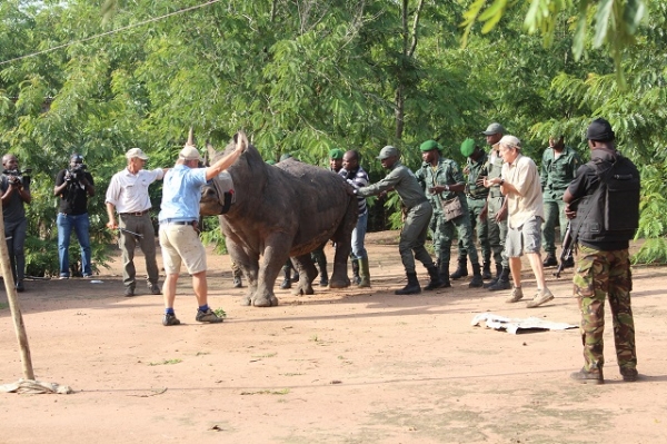 Le rhinoc&eacute;ros de Djamalabo (M&rsquo;Batto) a &eacute;t&eacute; transf&eacute;r&eacute; &agrave; Bouak&eacute;