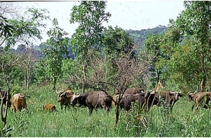 Braconnage et d&eacute;forestation : Un plan de pr&eacute;servation du parc d'Abokouam&eacute;kro mis en place
