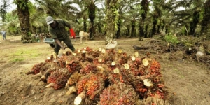 Agrobusiness: les remboursements se feront uniquement par virement bancaire d&egrave;s le 15 mars. 65.206 contrats enregistr&eacute;s