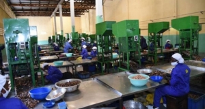 C&ocirc;te d'Ivoire : Une zone industrielle annonc&eacute;e &agrave; Korhogo pour booster la fili&egrave;re l&rsquo;anacarde