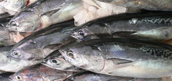 L&rsquo;Afrique de l&rsquo;Ouest produit 1,6 million de tonnes de poisson par an