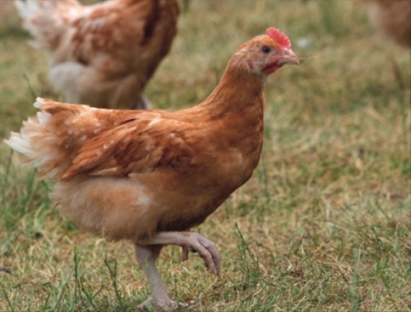 Grippe aviaire : 10 milliards de FCFA recherch&eacute;s pour pr&eacute;venir l&rsquo;&eacute;pid&eacute;mie en Afrique de l&rsquo;Ouest