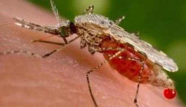 Paludisme : La "guerre" contre la maladie va s&rsquo;intensifier en C&ocirc;te d&rsquo;Ivoire