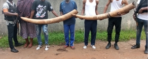 C&ocirc;te d&rsquo;Ivoire/Trafic d&rsquo;ivoires : 5 pr&eacute;sum&eacute;s trafiquants interpell&eacute;s &agrave; Du&eacute;kou&eacute; et Daloa