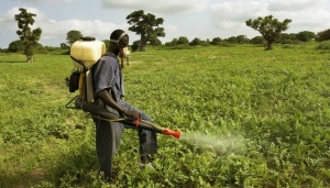 C&ocirc;te d&rsquo;Ivoire : crise cardiaque, insuffisance r&eacute;nale, cancer du cerveau&hellip;, ces maladies auxquelles s'exposent les utilisateurs des pesticides obsol&egrave;tes