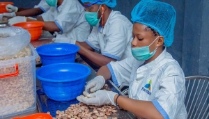 Les agriculteurs nig&eacute;rians adoptent la technologie pour lutter contre l'ins&eacute;curit&eacute; alimentaire