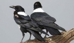 des corbeaux (ph d'archives)