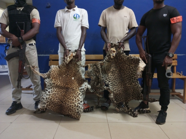 C&ocirc;te d'Ivoire : deux pr&eacute;sum&eacute;s trafiquants d&rsquo;animaux interpell&eacute;s avec 2 cr&acirc;nes et 3 peaux de panth&egrave;re &agrave; Bondoukou