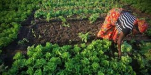 D&eacute;fis agricoles en Afrique de l&rsquo;Ouest: L'Agro&eacute;cologie comme solution aux d&eacute;fis des pesticides
