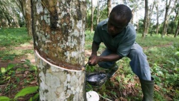 C&ocirc;te d&rsquo;Ivoire-Agriculture : Des applications informatiques con&ccedil;ues pour une meilleure gestion de plantations d&rsquo;h&eacute;v&eacute;a