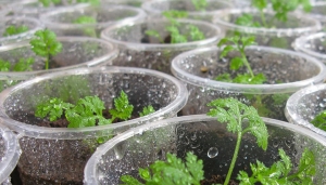 En finir avec le paludisme : La C&ocirc;te d'Ivoire se met &agrave; la culture de l'Artemisia, un rem&egrave;de naturel et efficace