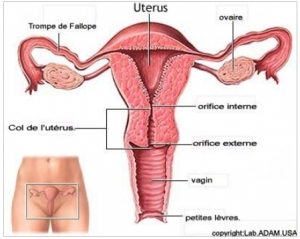 C&ocirc;te d'Ivoire :  Abengourou et Korhogo en campagne contre le cancer de l&rsquo;ut&eacute;rus