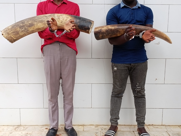 C&ocirc;te d&rsquo;Ivoire : plus de 30 kg d&rsquo;ivoires en provenance du Lib&eacute;ria aux mains de deux individus saisis &agrave; Divo