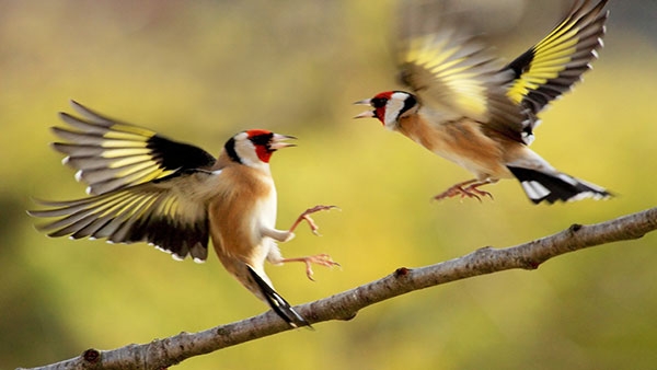 Pr&eacute;sence accrue d&rsquo;animaux et d&rsquo;oiseaux prot&eacute;g&eacute;s dans la r&eacute;serve naturelle du mont Nimba (CGL)