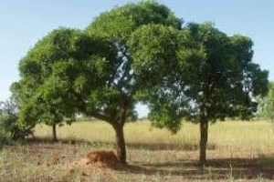 C&ocirc;te d'Ivoire: Plaidoyer pour la protection du bois de karit&eacute;